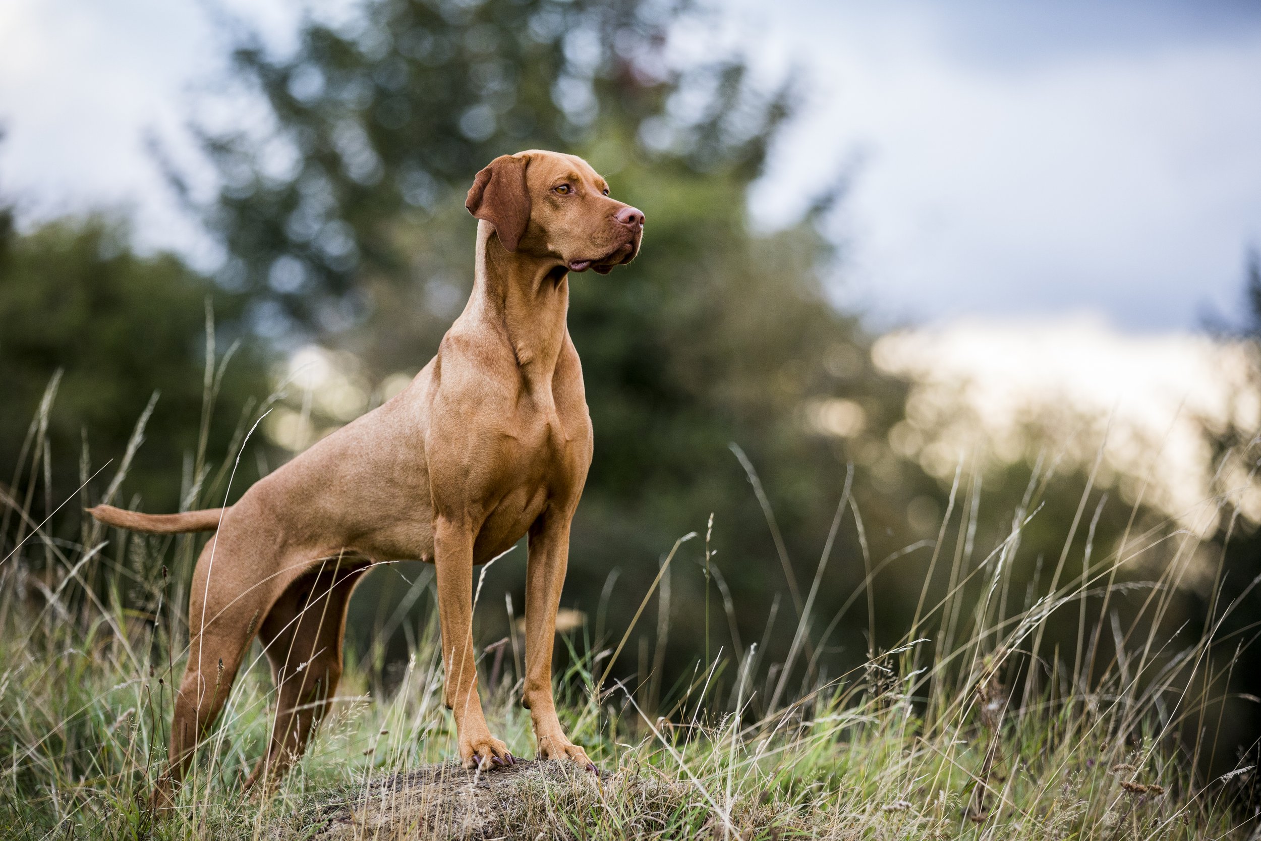 Vizsla 1