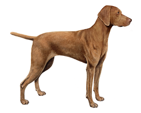 Vizsla 2