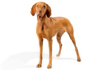 Vizsla 3