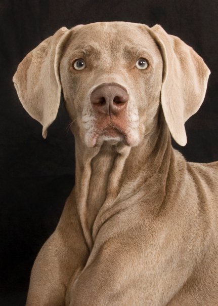 Weimaraner 1