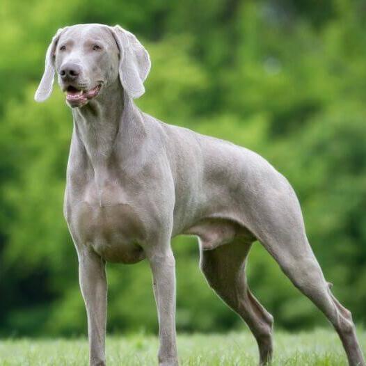 Weimaraner 2
