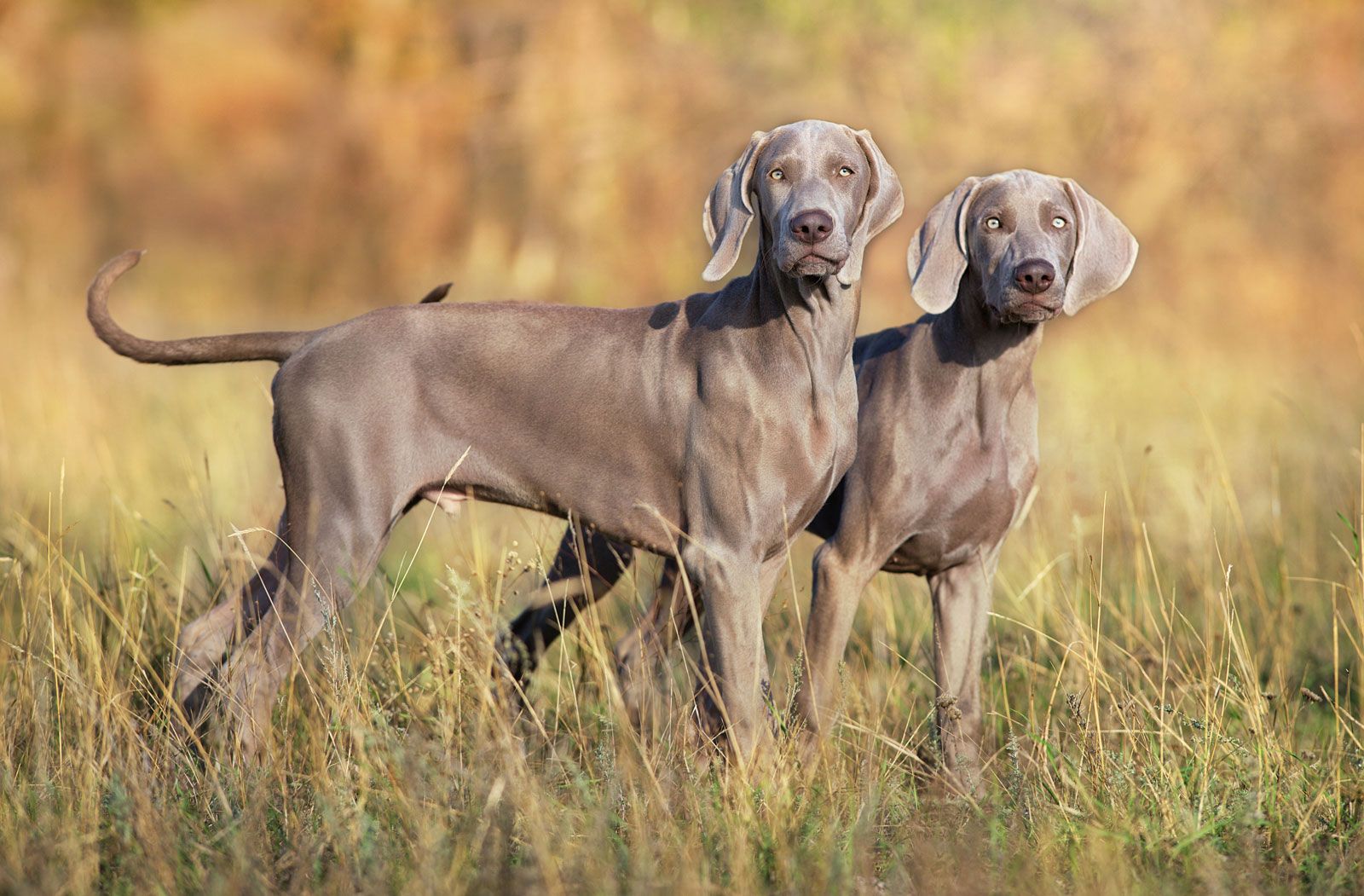 Weimaraner 3