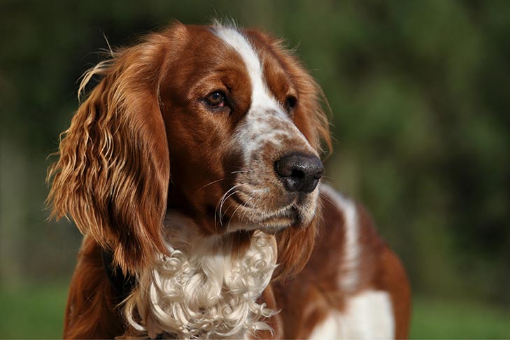 Welsh Springer Spaniel 2