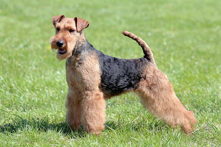 Welsh Terrier 1
