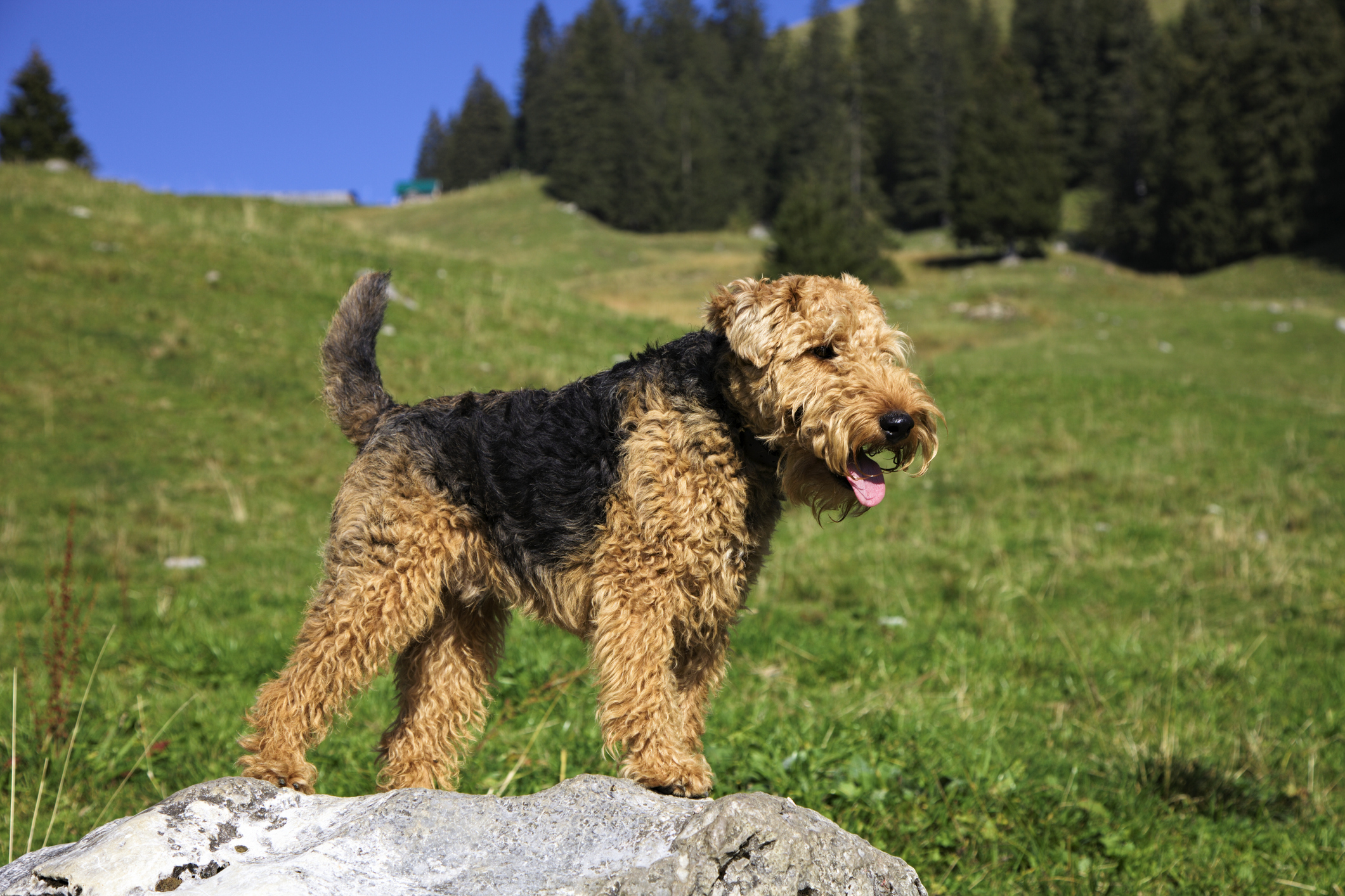 Welsh Terrier 3