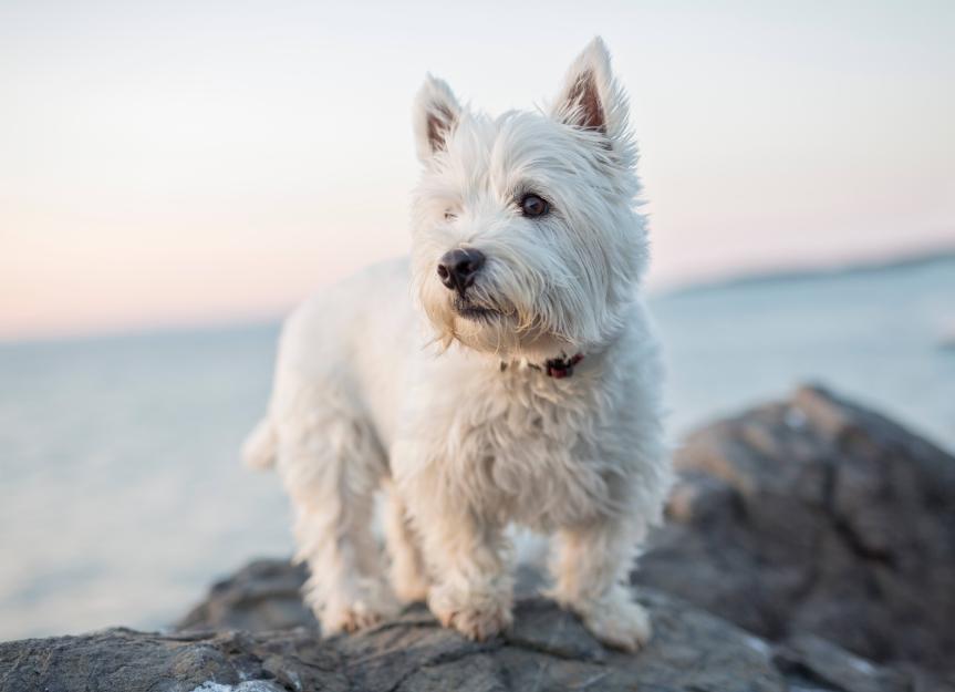 West Highland White Terrier 3