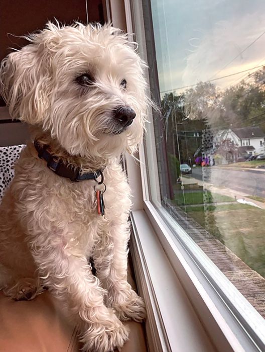 Westiepoo 1