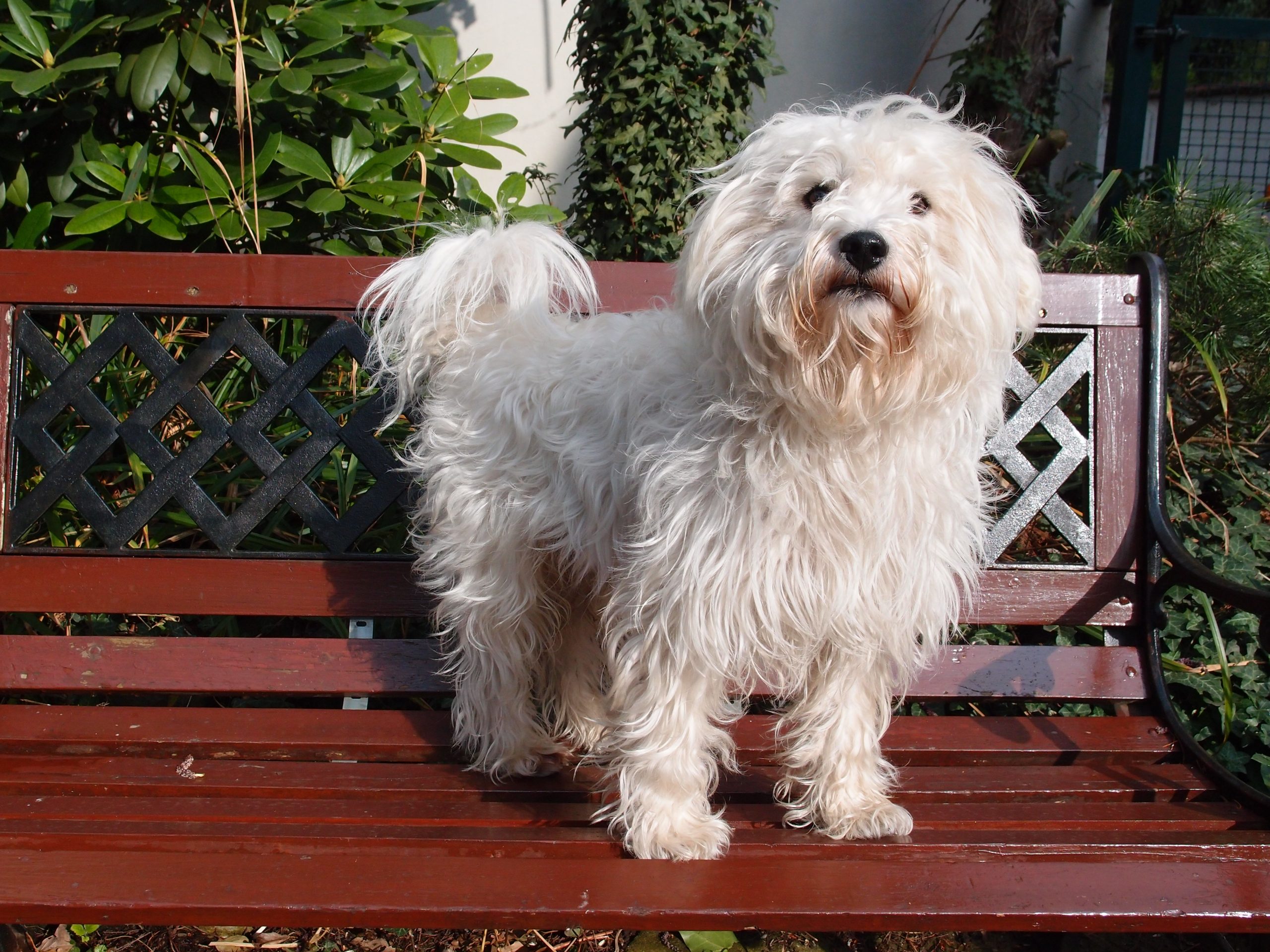 Westiepoo 2