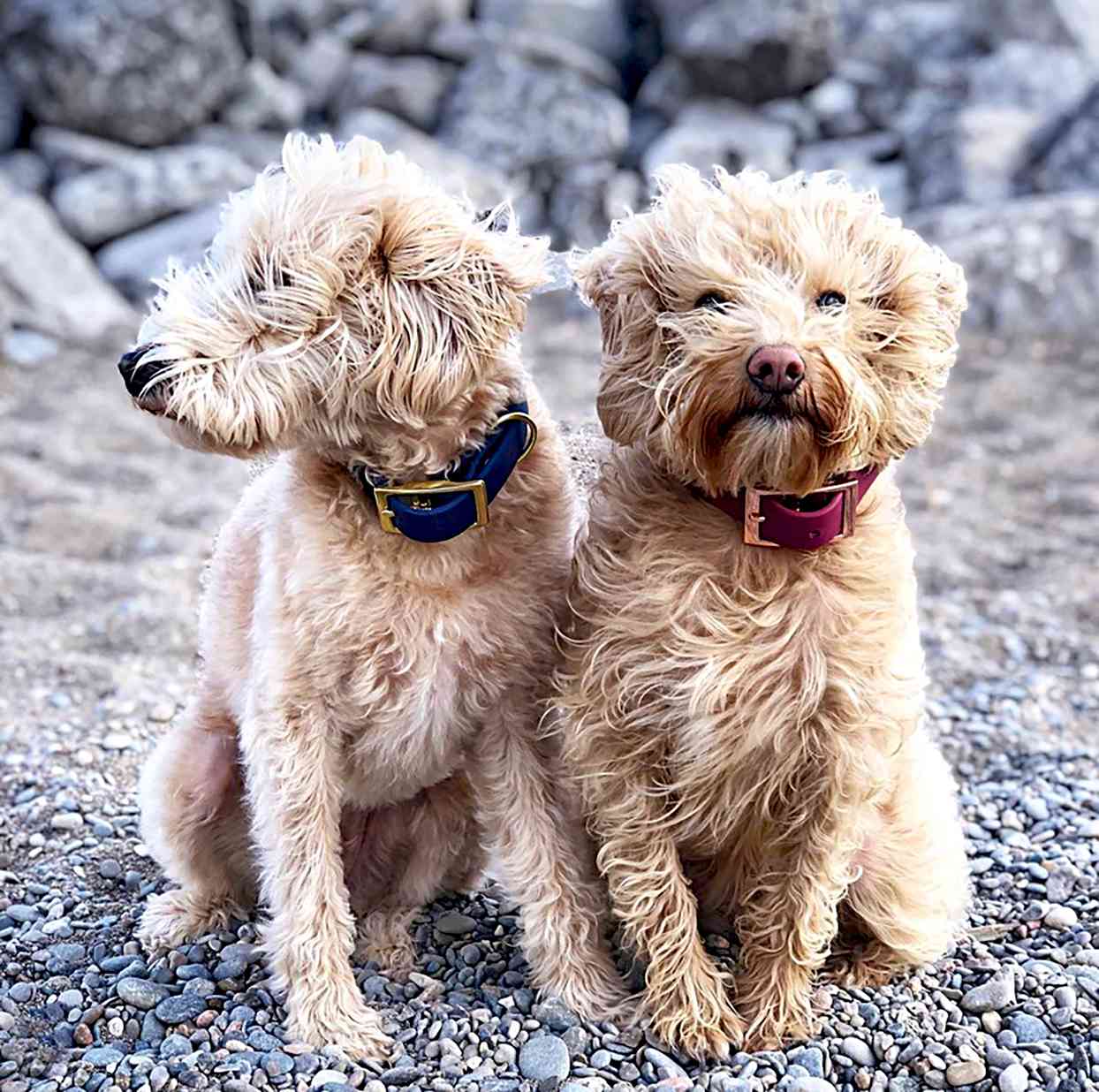 Westiepoo 3