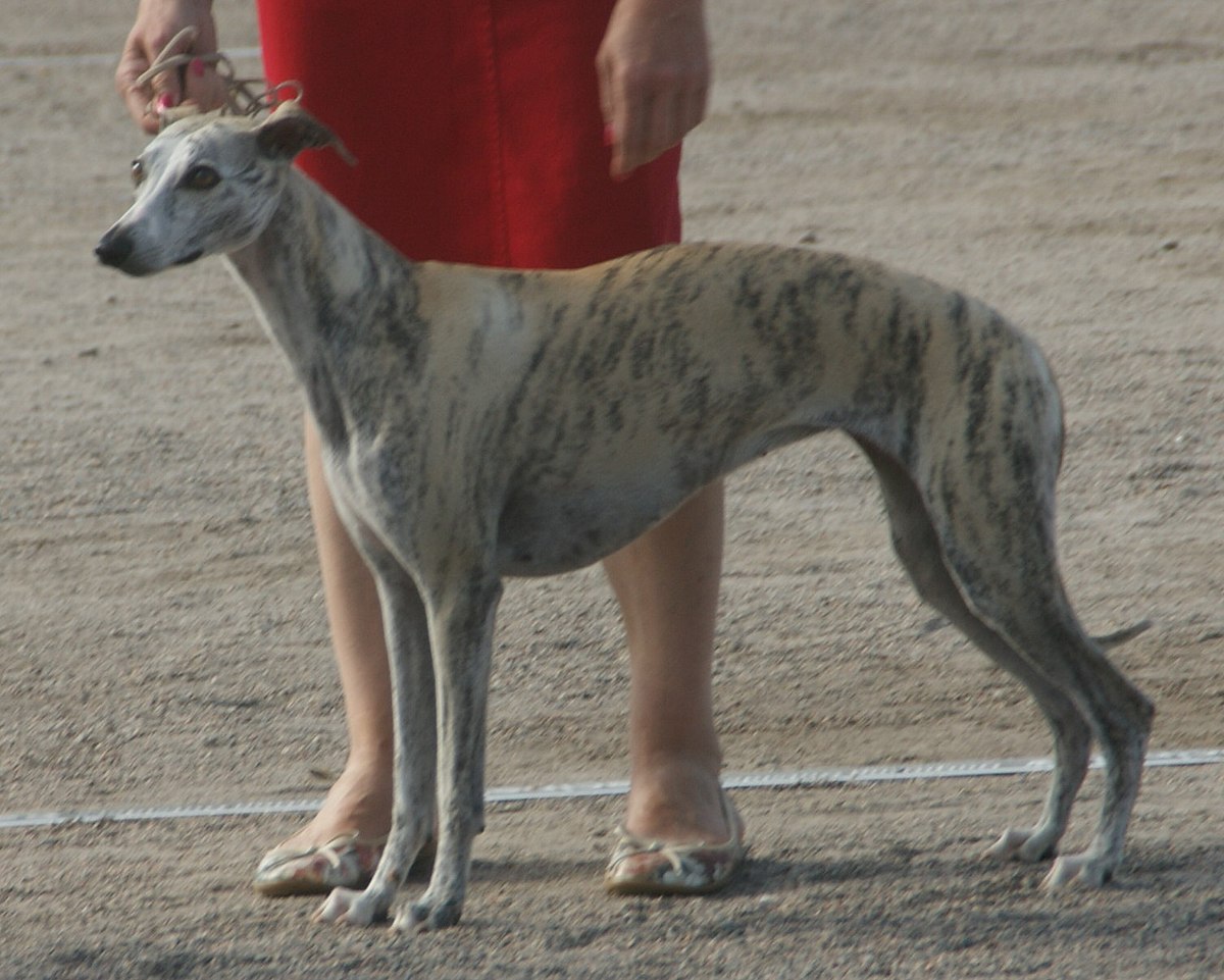 Whippet 1