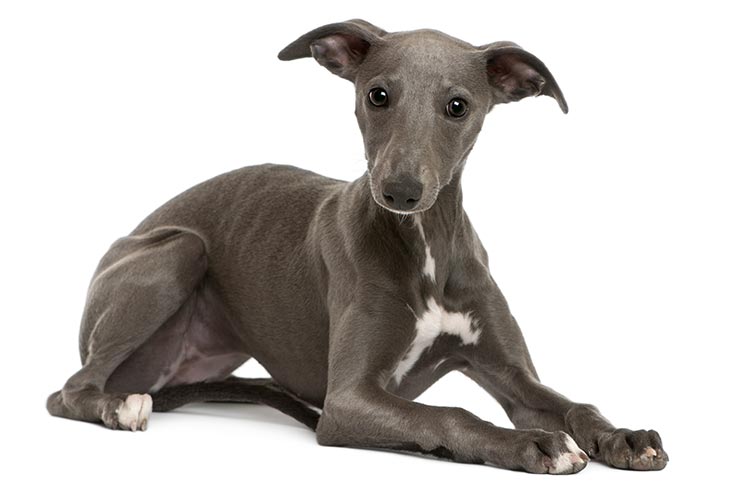 Whippet 2