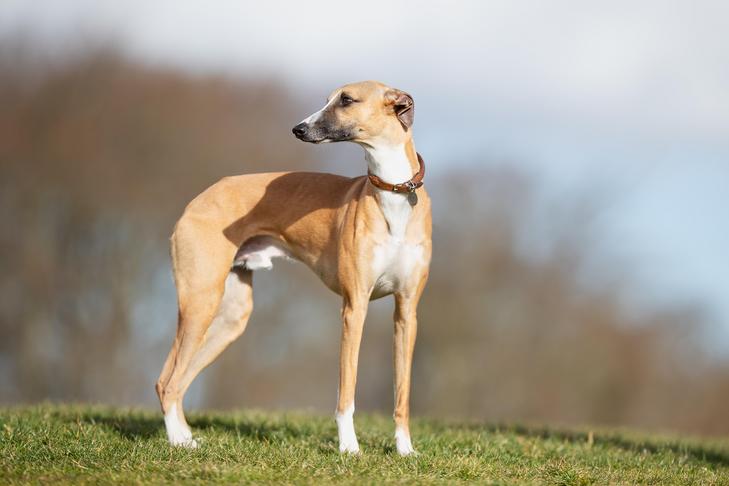 Whippet 3