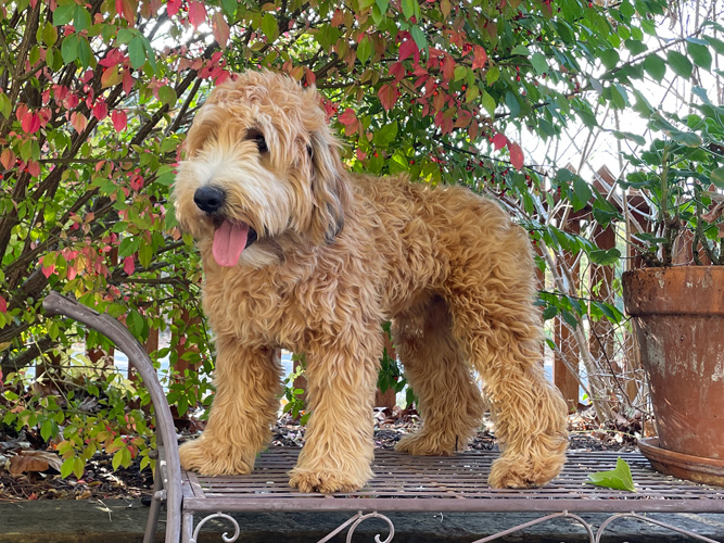 Whoodle 2