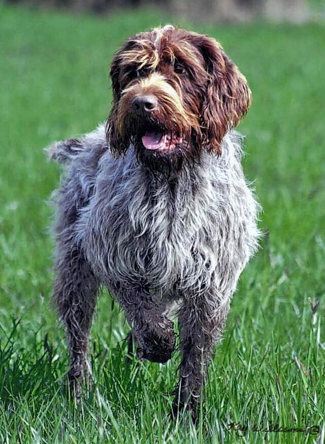 Wirehaired Pointing Griffon 1