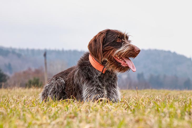 Wirehaired Pointing Griffon 2