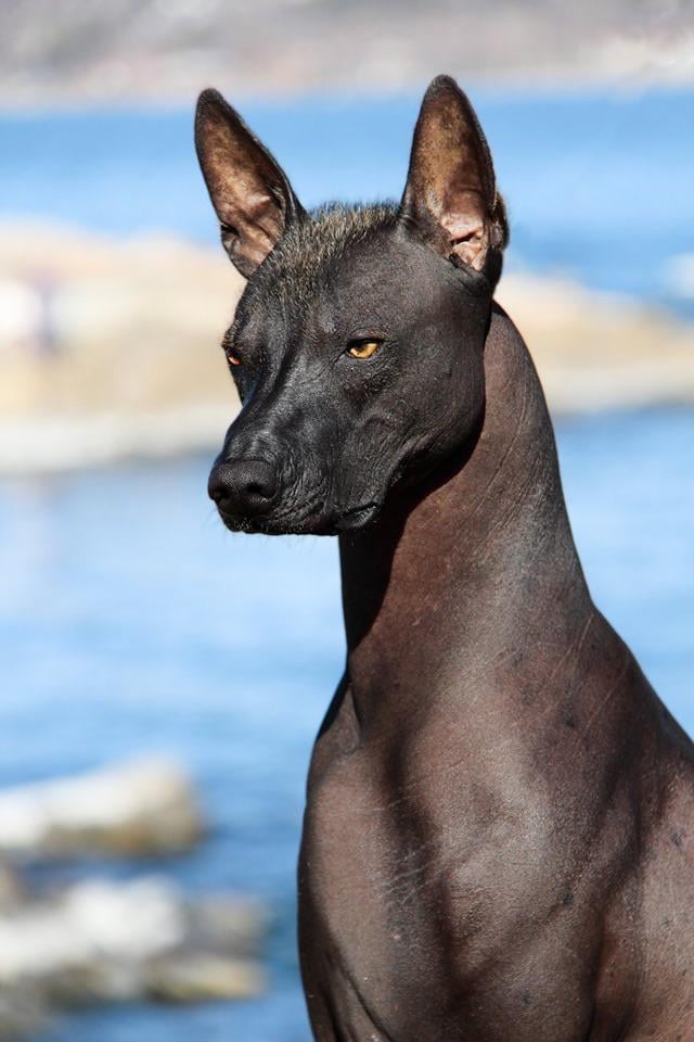 Xoloitzcuintli 1