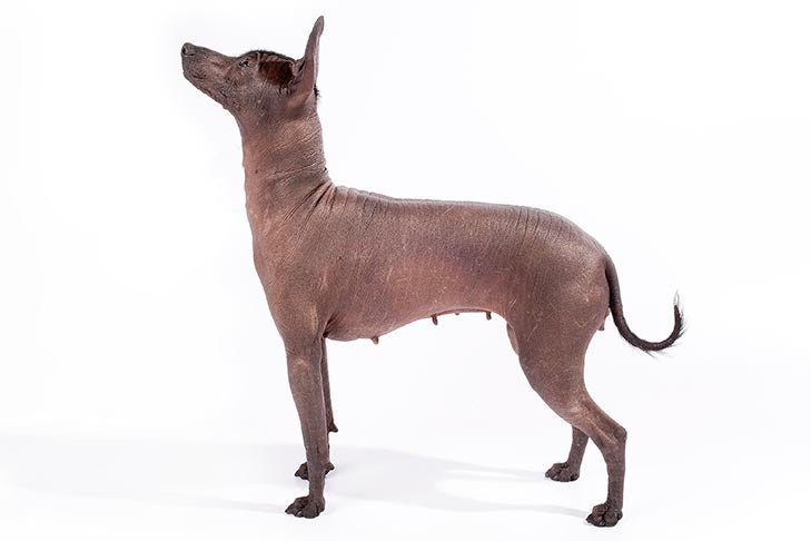 Xoloitzcuintli 2