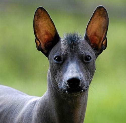 Xoloitzcuintli 3