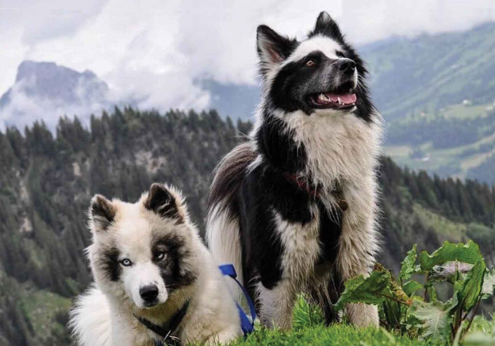Yakutian Laika 1