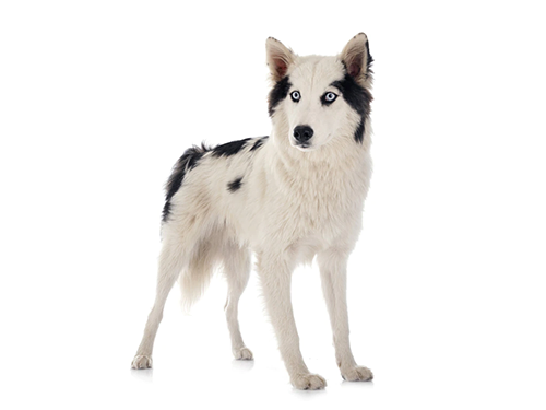 Yakutian Laika 2