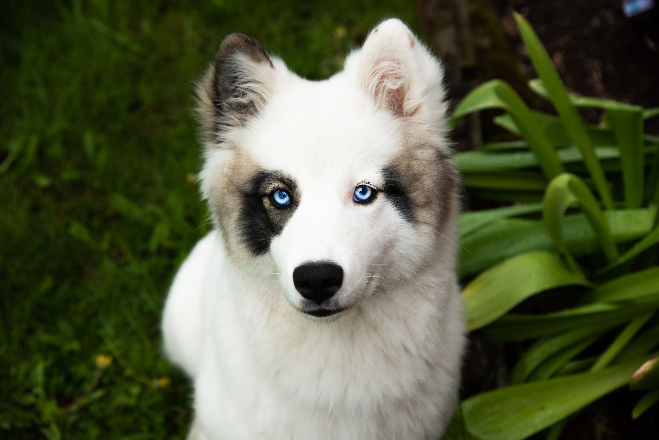 Yakutian Laika 3