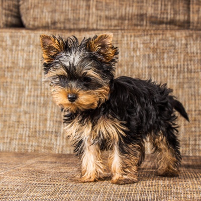 Yorkipoo 3
