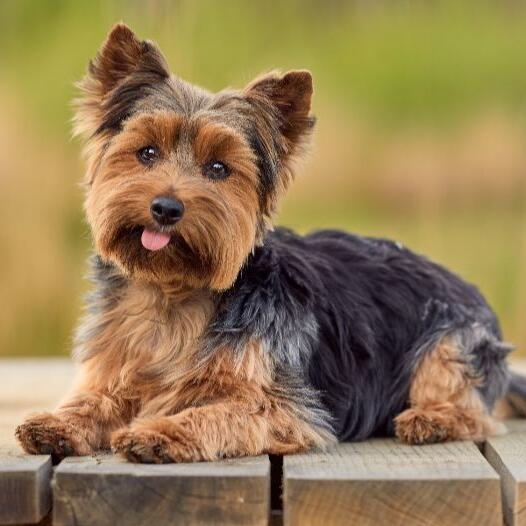 Yorkshire Terrier 1