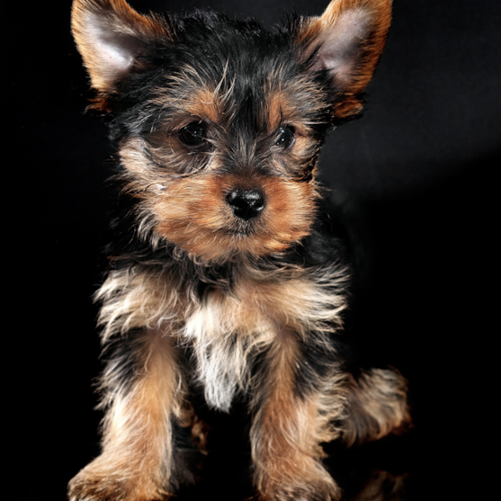 Yorkshire Terrier 2