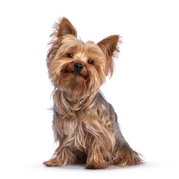 Yorkshire Terrier 3
